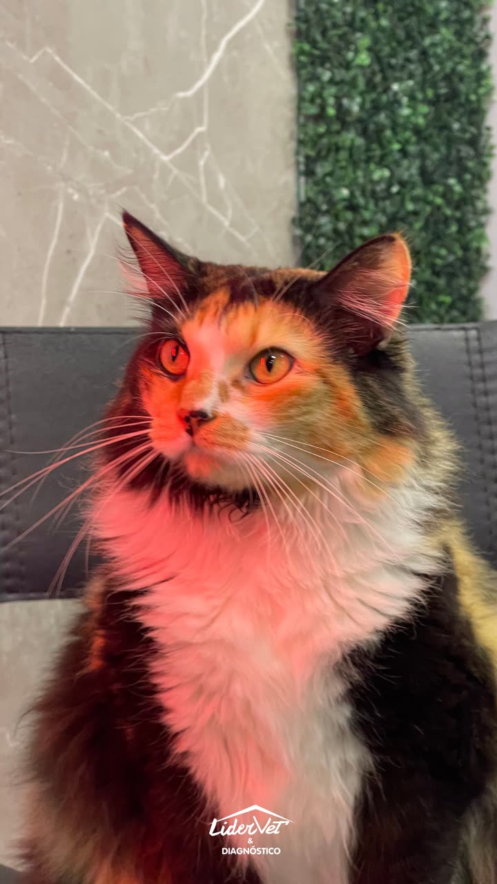 Mascote da LíderVet